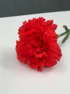 Красная гвоздика (диантус)