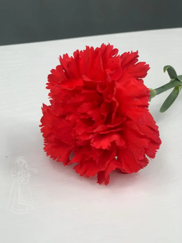Красная гвоздика (диантус)