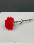 Красная гвоздика (диантус)