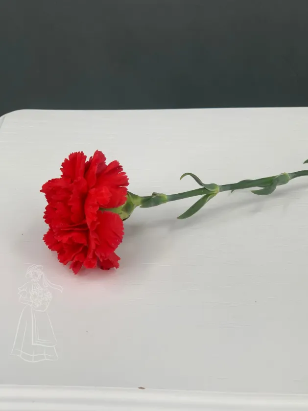 Красная гвоздика (диантус)
