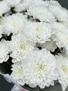 Большой букет из 15 белых, стойких хризантем