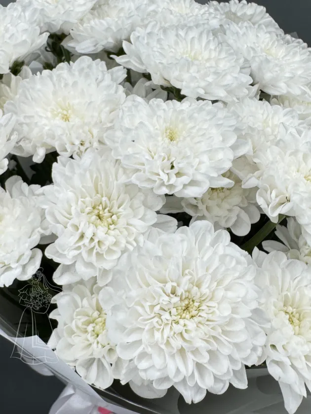 Большой букет из 15 белых, стойких хризантем