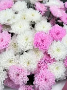 Огромный букет из 15 веток белой и розовой хризантемы.