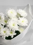 «Белый Шарм» белые кустовые хризантемы