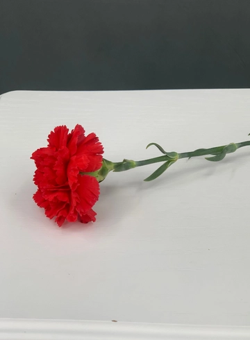 Красная гвоздика (диантус) от интернет-магазина цветов в Норильске