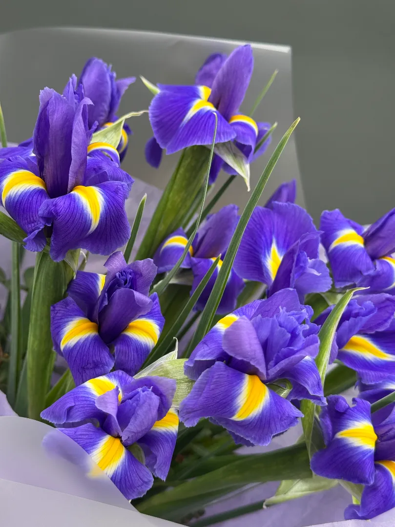 Букет 15 ирисов